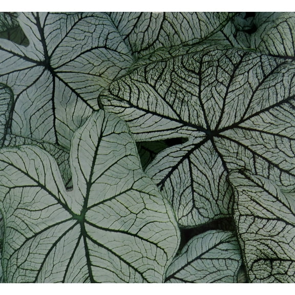 Caladium Allure 3 Bulbs - White/Green