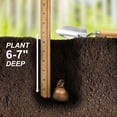 thumbnail image 6 of Garden State Bulb All-In-One Mixed Daffodil Flower Bulbs, 12/14cm (Bag of 250), 6 of 8
