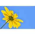 thumbnail image 2 of Yellow flower against a blue sky; Bolivia Poster Print (19 x 12), 2 of 2