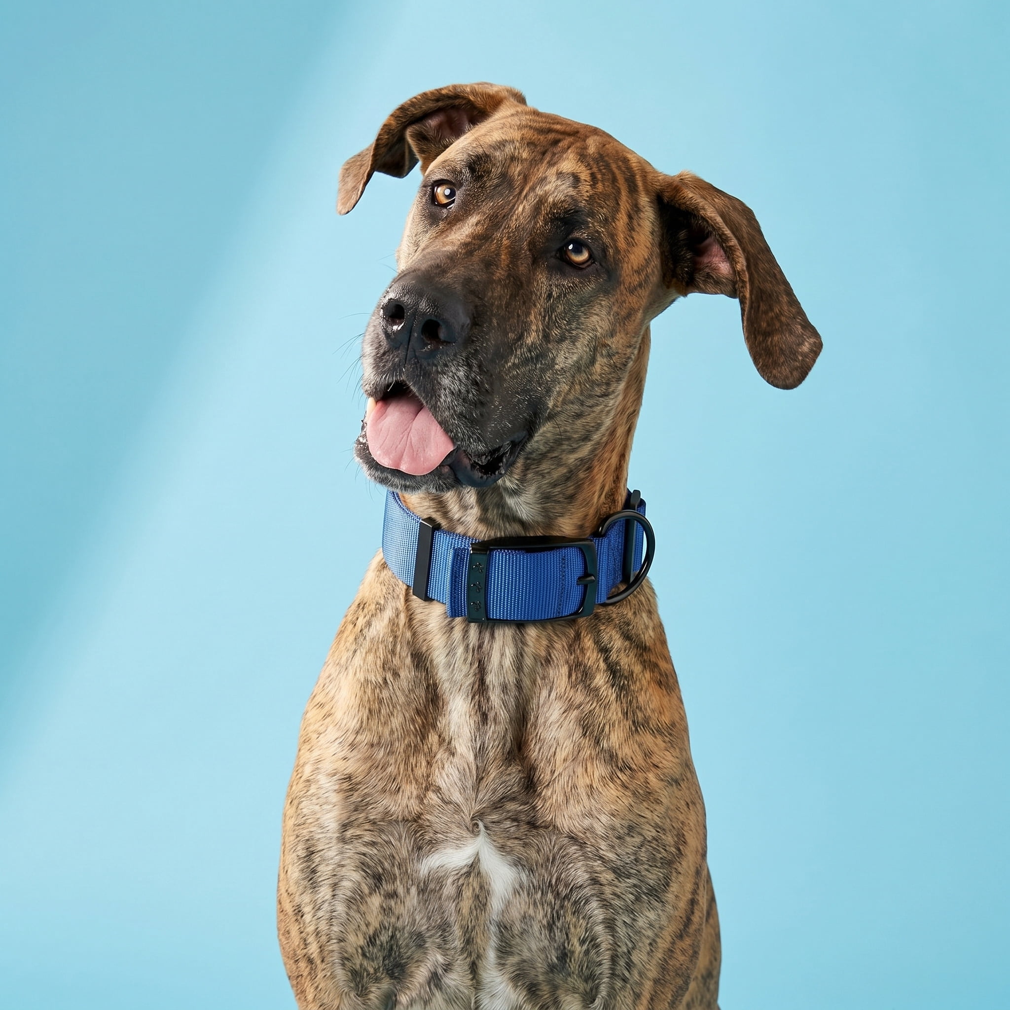 Vibrant Life Solid Polyester Adjustable Dog Collar, Blue, XL