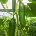 thumbnail image 3 of TomorrowSeeds - Persian Cucumber Seeds - 50+ Count - For 2025 Planting Lebanese Middle Eastern, 3 of 11