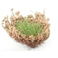 thumbnail image 3 of 2-Pack Incense Garden Rose of Jericho Flower The Resurrection Plant, 3 of 5