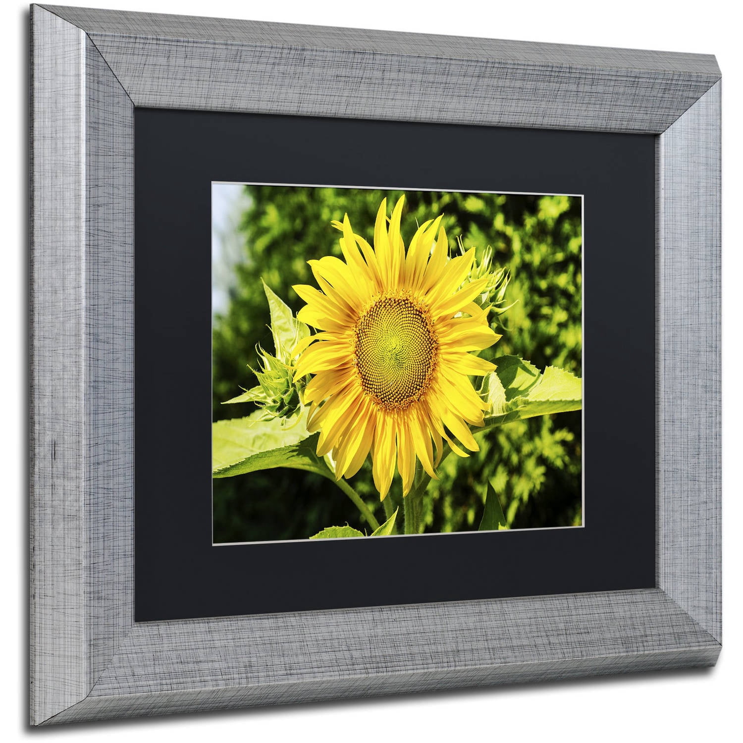 Trademark Fine Art "Just a Sunflower" Canvas Art by Kurt Shaffer, Black Matte, Silver Frame