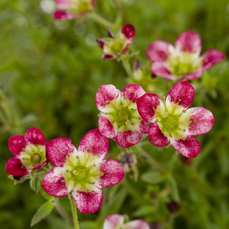 Better Homes & Gardens QT Multicolor Saxifraga Live Plants with Grower Pot
