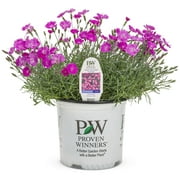 Proven Winner 2.5QT Dianthus