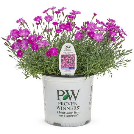 Proven Winner 2.5QT Dianthus