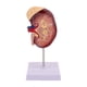 thumbnail image 1 of Modelo de riñón humano, réplica ampliada al doble del tamaño real, herramienta para de la biología y el aprendizaje de, 1 of 9