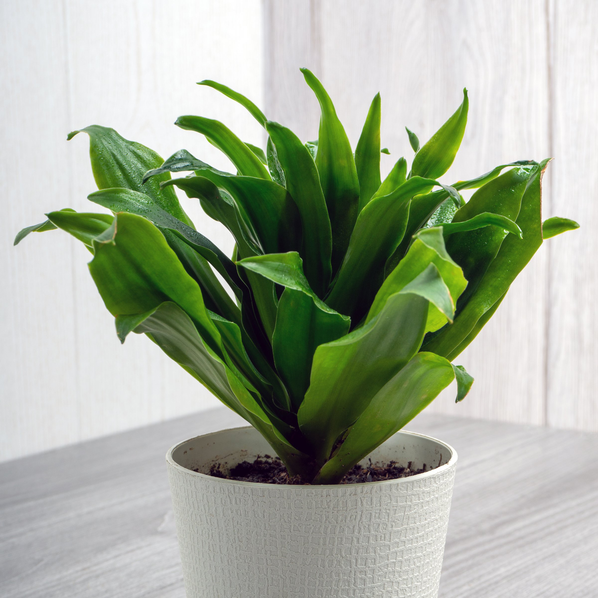 6 in. Dracaena Janet Craig Compacta Plant in Grower Container