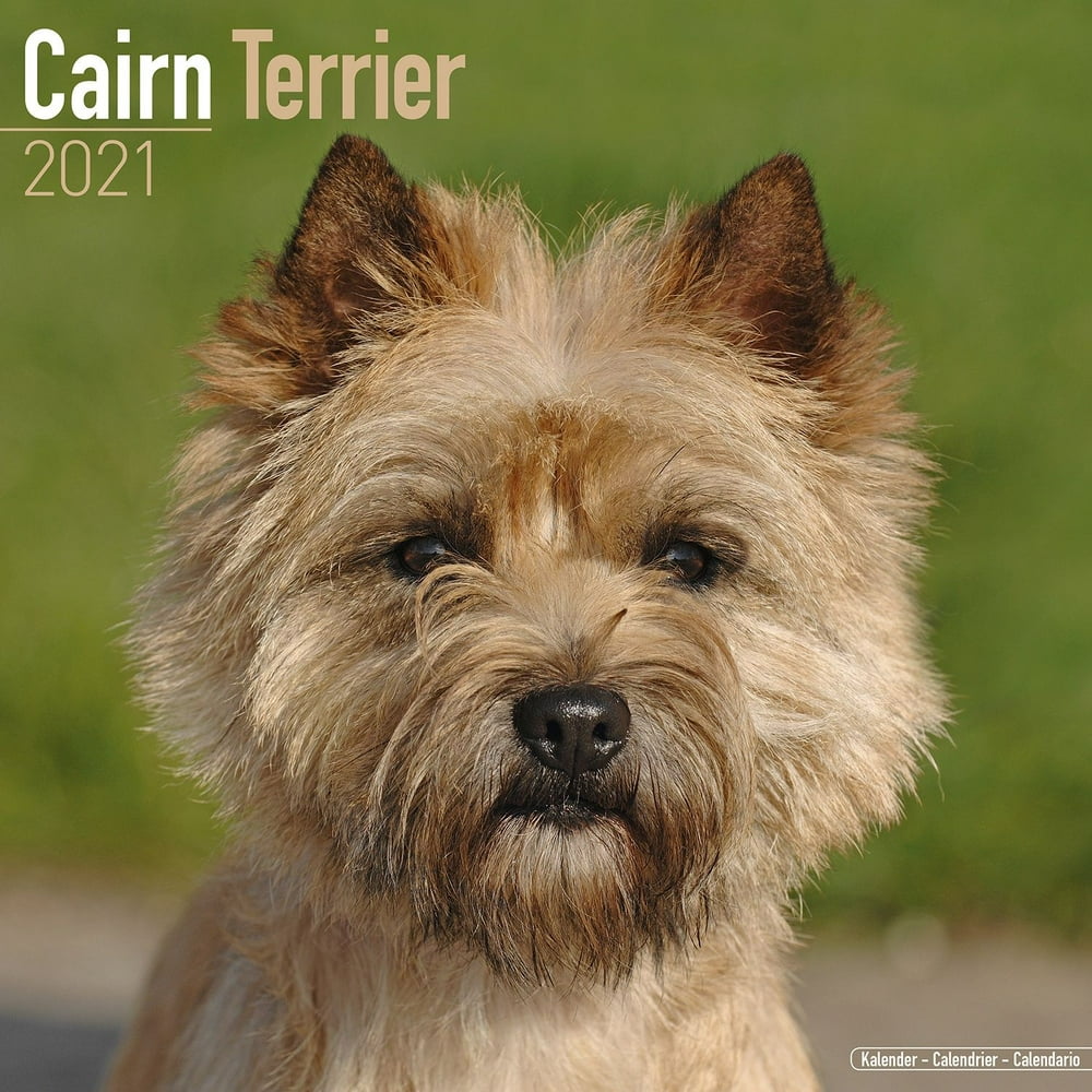 Cairn Terrier Calendar 2021 Cairn Terrier Dog Breed Calendar Cairn