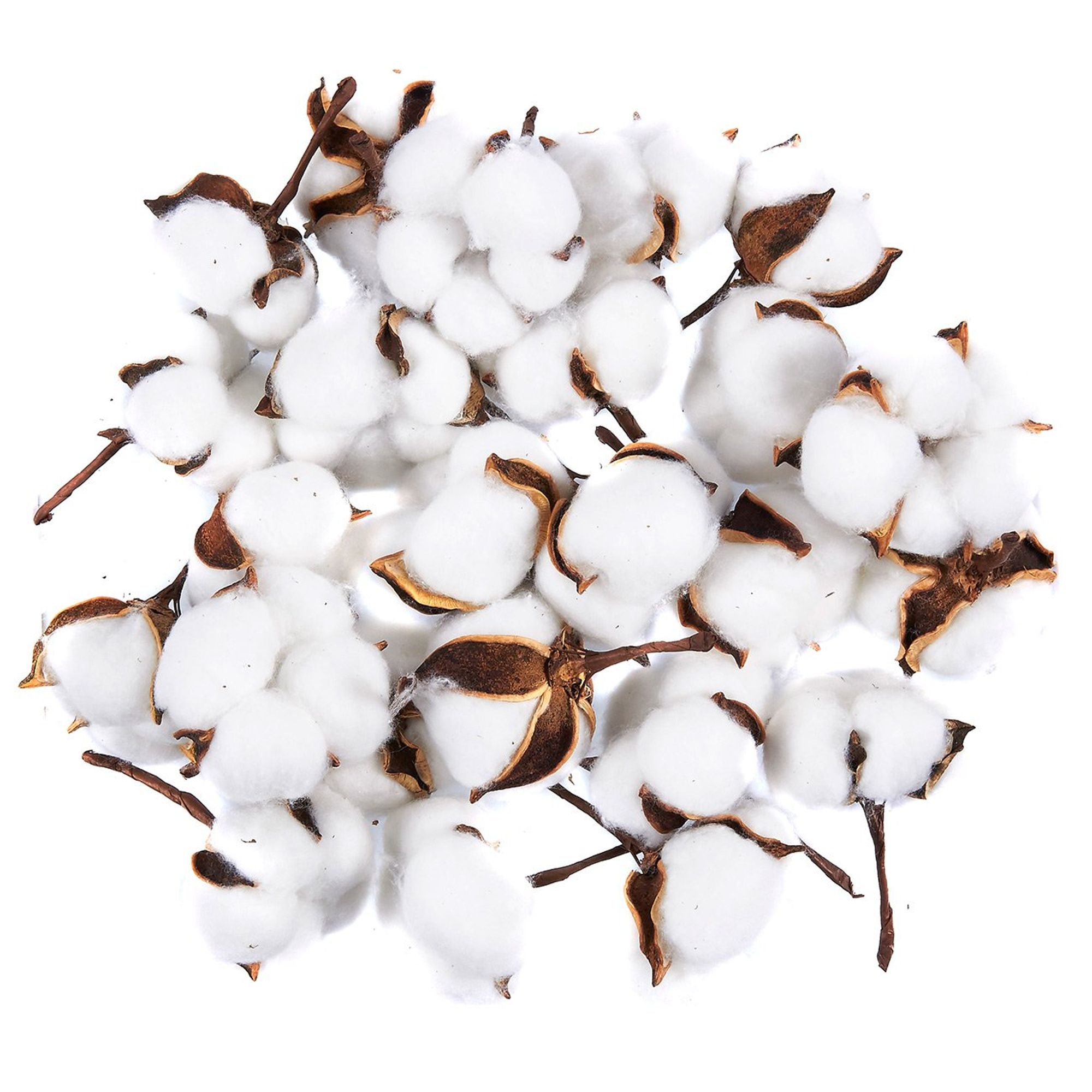 Cotton Bolls 24Pack Natural Color Dried Cotton Balls, Perfect for