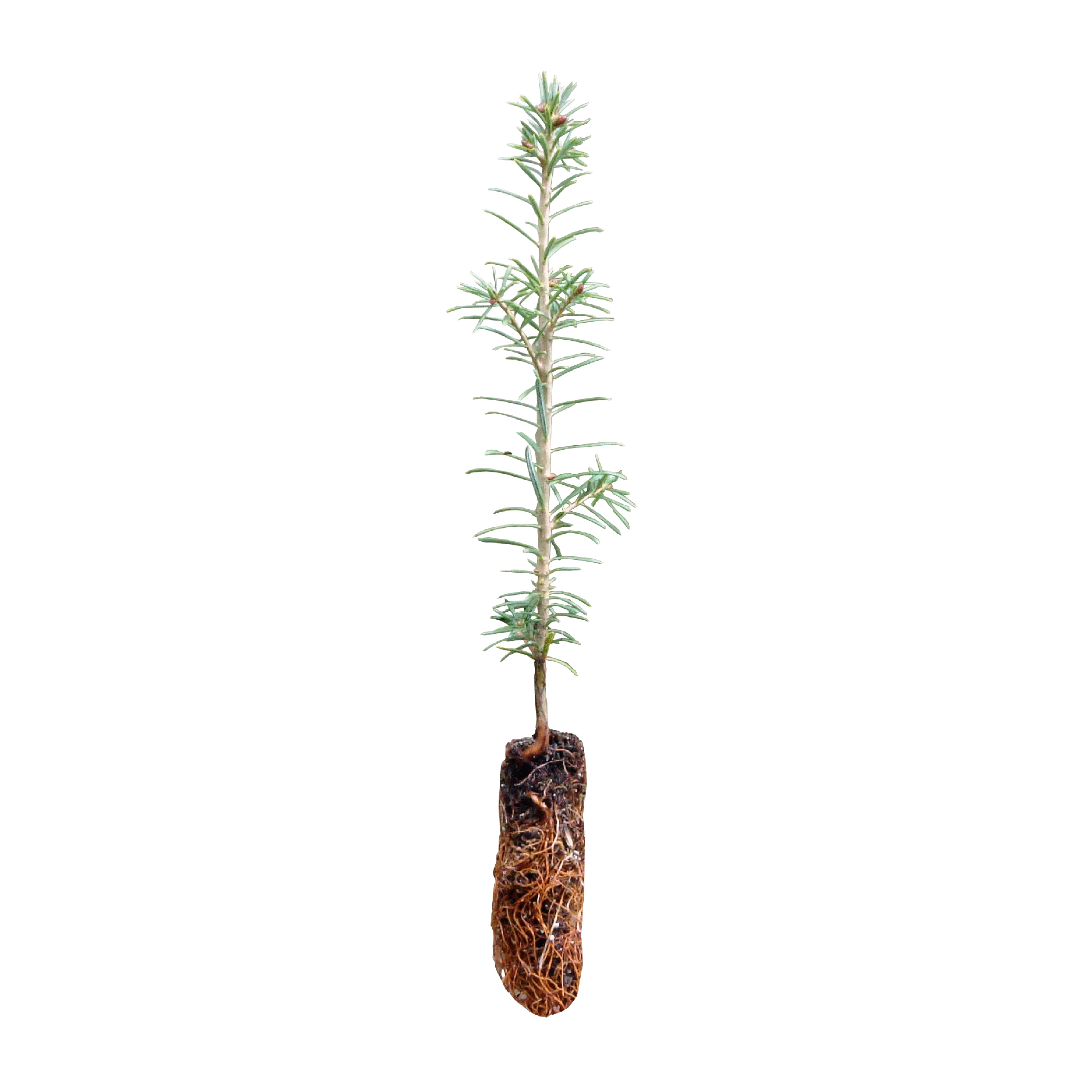 Fraser Fir Small Tree Seedling The Jonsteen Company