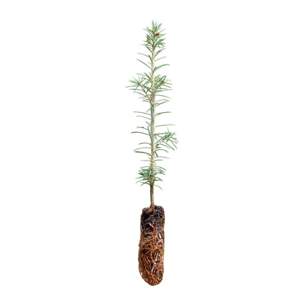 Fraser Fir Small Tree Seedling The Jonsteen Company