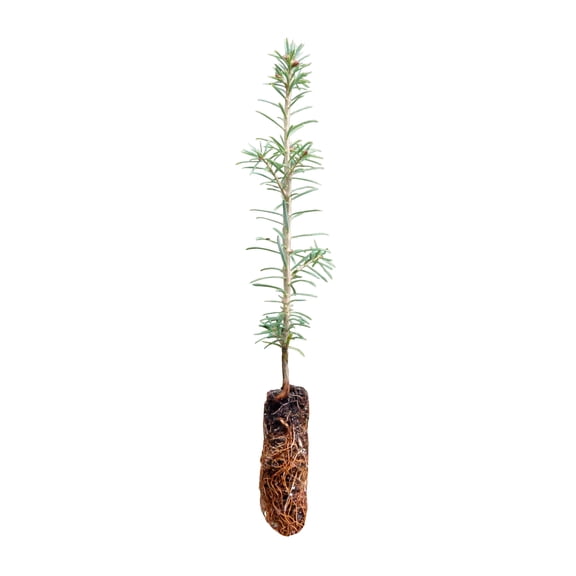 Fraser Fir | Small Tree Seedling | The Jonsteen Company