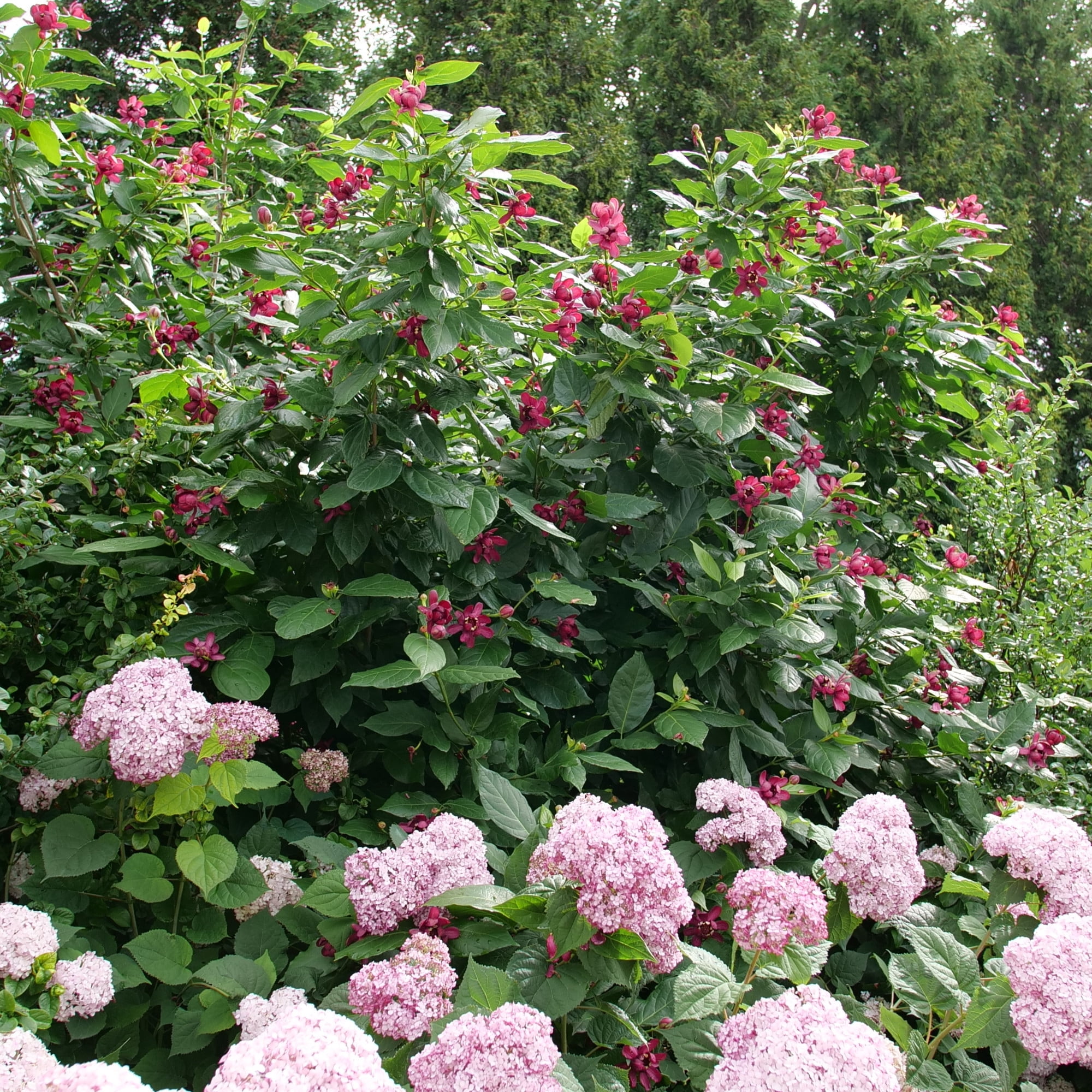 Proven Winners ColorChoice 6" Red 'Aphrodite' Sweetshrub Live Plant in 7.5" Pot