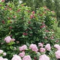 thumbnail image 4 of Proven Winners ColorChoice 5" Red 'Aphrodite' Sweetshrub Live Plant in 4.5" Pot (4 Count), 4 of 7