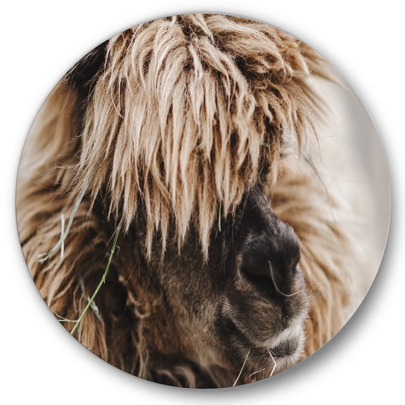 Designart 'Close Up Of Fluffy Curly Alpaca' Farmhouse Circle Metal Wall Art 36x36 - Disc of 36