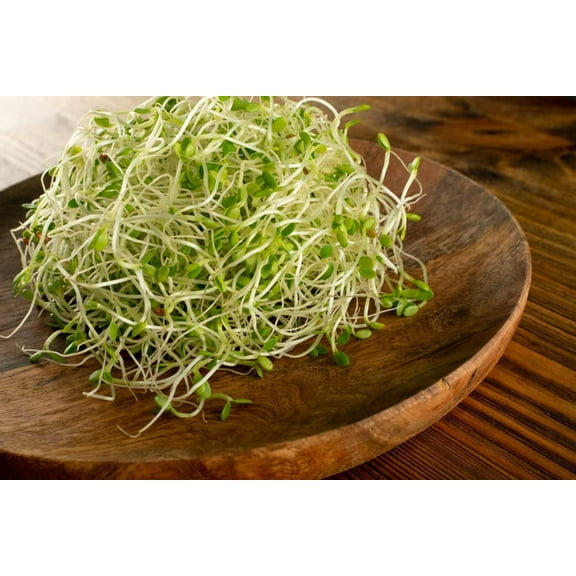 CZ Grain 500 Red Clover Sprouts Plant Seeds, Easy Growing