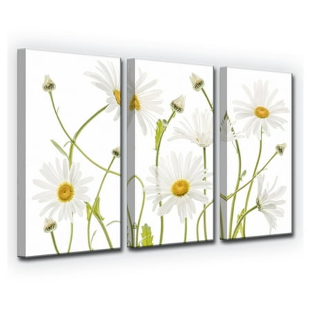 Three Daisies - Ready2HangArt Ox Eye Daisies 3 Piece Panel Wall Art