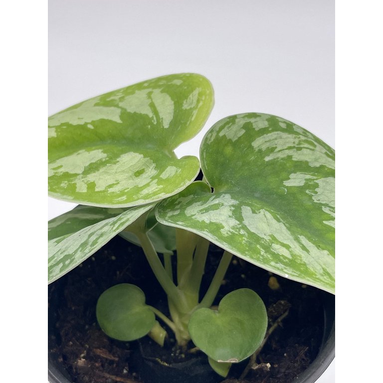 Satin Pothos, Silver Vine, Silver Cloud, Silk Pothos Silver Philodendron in  a 4 inch Pot,