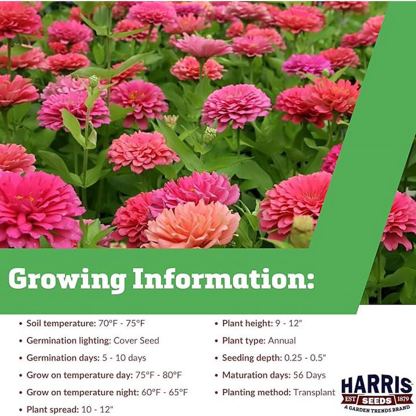 Harris Seeds Zinnia Dreamland Pink F1, Non-GMO Annual Flower, 250 Count