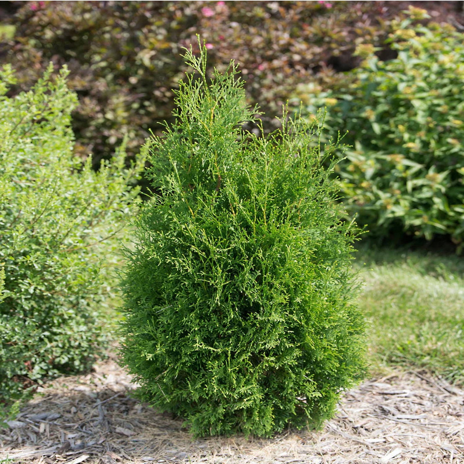 Expert Gardener 2-3 ft. tall Thuja Tall Guy Live Tree