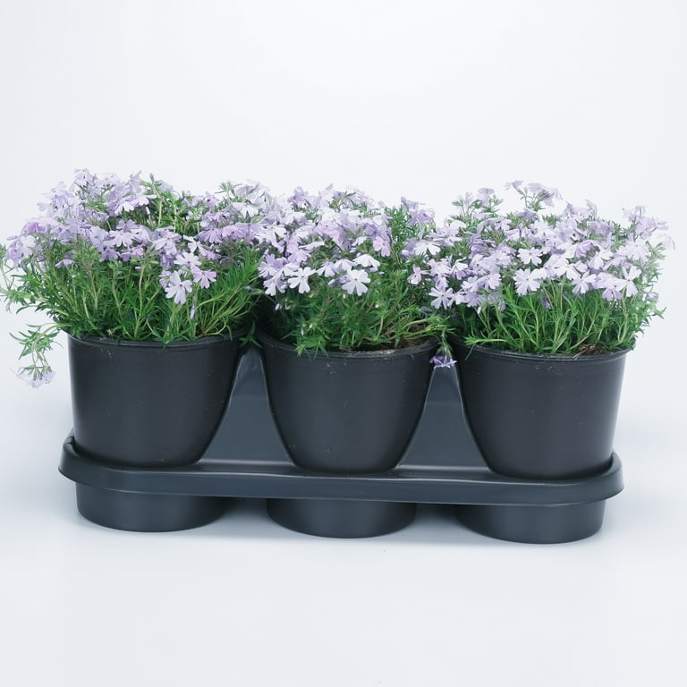 Expert Gardener 2.5 Quart Multicolor Creeping Phlox Perennial