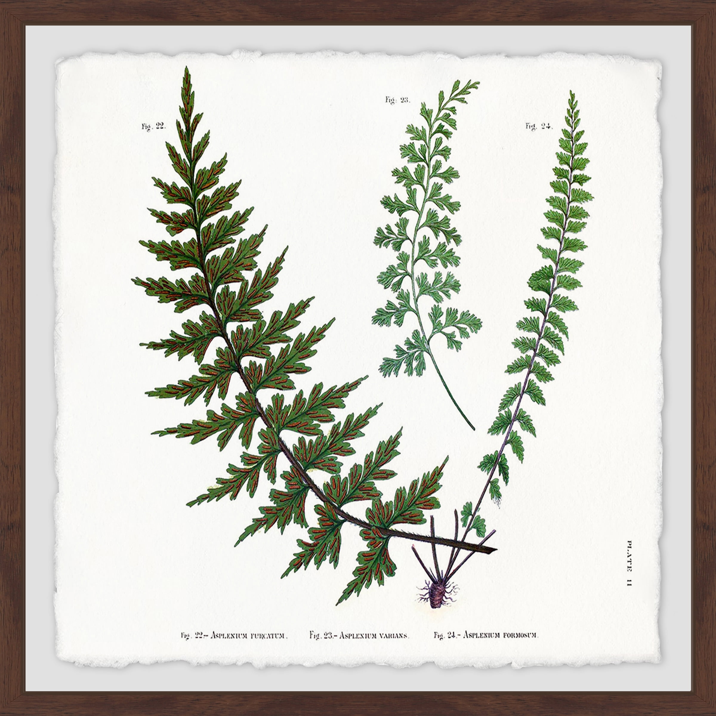 Indian Ferns Framed Painting Print
