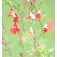 thumbnail image 5 of Scarlet Sage Seeds/ Perennial/ Full Sun/ 20K Seeds 1 oz/ Zellajake Farm and Garden - B134, 5 of 5