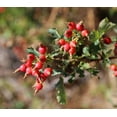 thumbnail image 2 of 15 Pink WOOD'S ROSE Bush Mountain Rose Rosa Woodsii Fragrant Flower Seeds, 2 of 3