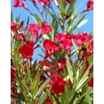 thumbnail image 4 of Oleander Red Plants  3 Live Plants  Nerium Oleander  Vibrant Red Blooms  Ideal for Outdoor Landscaping  Hardy & Low-Maintenance  Attracts Pollinators  Perfect for Hedges & Borders, 4 of 8