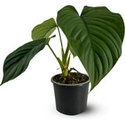 Philodendron Parvidactylum by LEAL PLANTS ECUADOR| Live Indoor Houseplant| Rare Easy to Grow Air Purifying Indoor Plant
