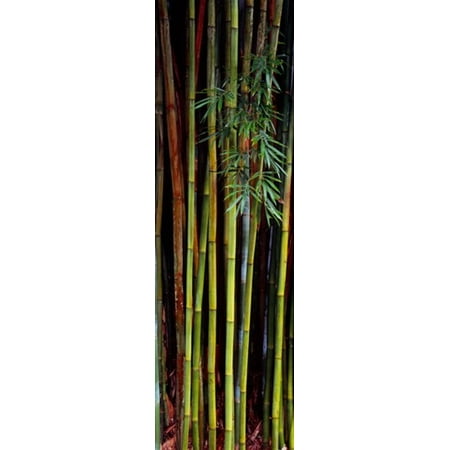 Close-up of bamboos Kanapaha Botanical Gardens Gainesville Florida USA Poster