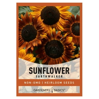 20 Kong Hybrid sunflower seeds #14 - Walmart.com