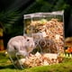 thumbnail image 4 of Dispensador De Cuencos Para Comida De Hámster, Diseño De Deflector Transparente Para Evitar Golpes, Alimentador Automático De Acrílico Para Hámster, Libre De Tóxicos Para ANGGREK NO, 4 of 8