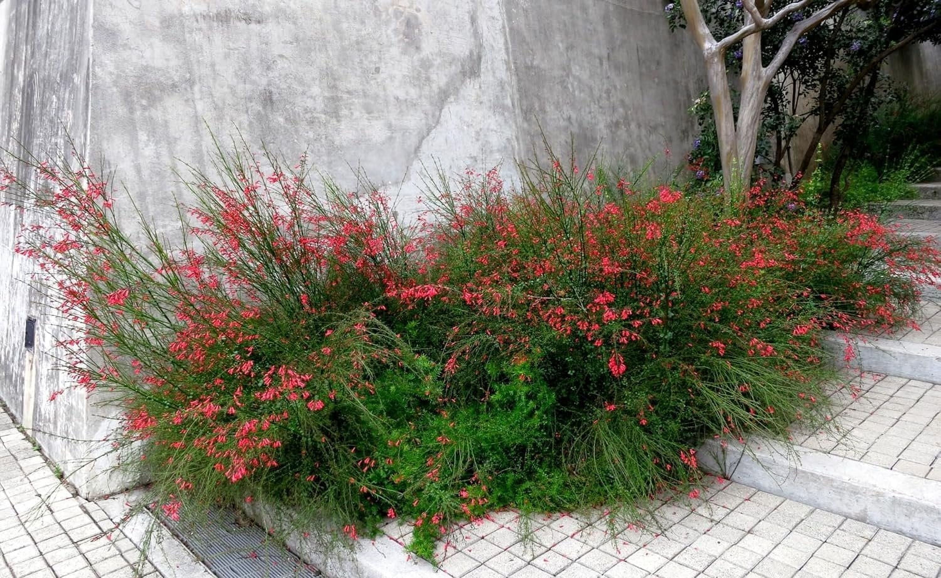 Firecracker Plant I 3 Live Plants I Russelia Equisetiformis I Vibrant Red Tubular Flowers, Hummingbird Attracting, Heat-Tolerant, Perfect for Borders and Containers