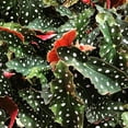 thumbnail image 2 of Polka Dot Begonia - 2 Live Starter Plants - Begonia Maculata - Colorful Beautiful Foliage Indoor Air Purifying Houseplant, 2 of 6
