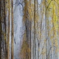 thumbnail image 4 of Designart 'Yellow Morning in Forest Panorama' Landscape Curtain Panel, 4 of 5