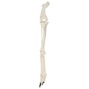 Axis Scientific Canine Hindlimb with Foot - Left, Animal anatomy system miniature, scientific anatomy model, mini figure, demonstration skill, educational model