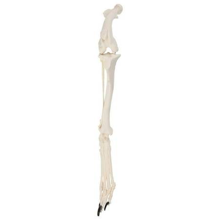 Axis Scientific Canine Hindlimb with Foot - Left, Animal anatomy system miniature, scientific anatomy model, mini figure, demonstration skill, educational model