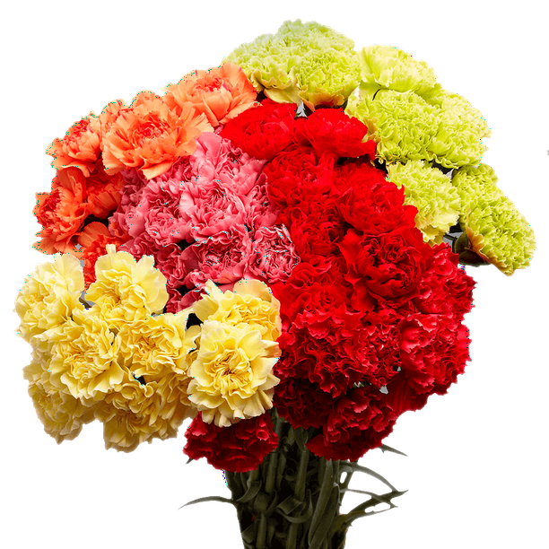 100 Stems of Carnations Assorted Colors- Beautiful Fresh ...