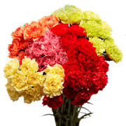 100 Stems of Carnations Assorted Colors- Beautiful Fresh Cut Flowers- Express Delivery