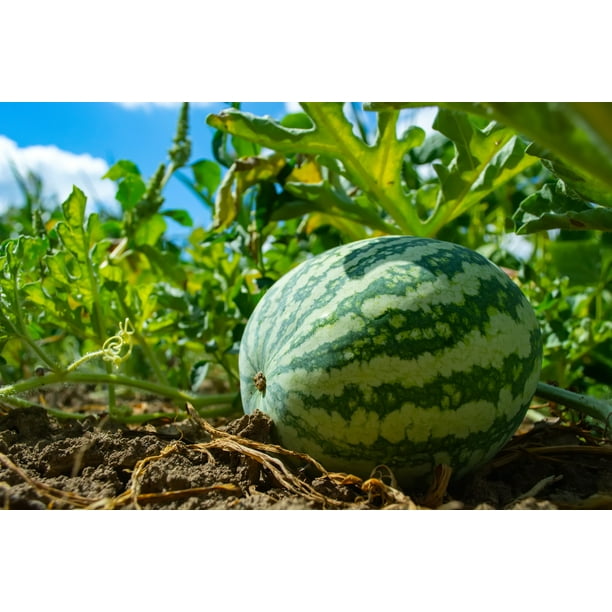 TASC PreSeeded Watermelon Plugs with Greenhouse (Count, 6 Seed Plugs