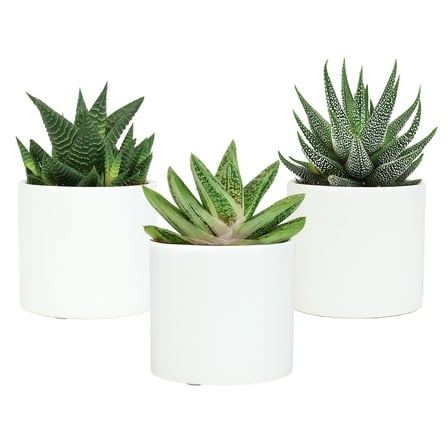 Altman Plants LoLite Haworthia & Gasteria Low Light Succulents in 3" Decor Pots (3 Count)