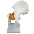 thumbnail image 3 of Modelo de Articulación de La Cadera con Ligamentos Funcionales, Modelo Anatómico , Tamaño Natural, 8.27 X 4.72 X 10.24 Pulgadas, 3 of 6