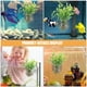 thumbnail image 4 of 10 macetas con ventosa para acuario, soporte para plantas, decoración para pecera hidropónica, cono de alimentación, 4 of 8