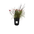 thumbnail image 3 of Firecracker Red Russelia Equisetiformis, Fountainbush, Gallon Pot, 3 of 4