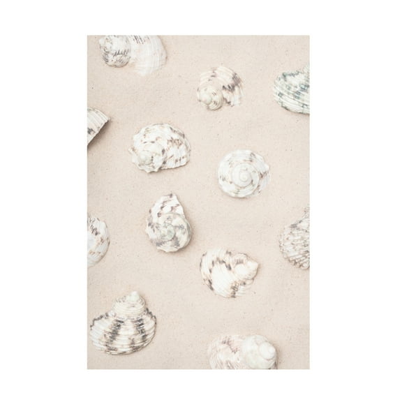 Trademark Fine Art Pictufy Studio Shells 2 Canvas Wall Art
