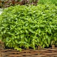 thumbnail image 4 of Spearmint Seeds - Mentha Spicata Spearmint Herb Seed - 20000 Seeds, 4 of 5