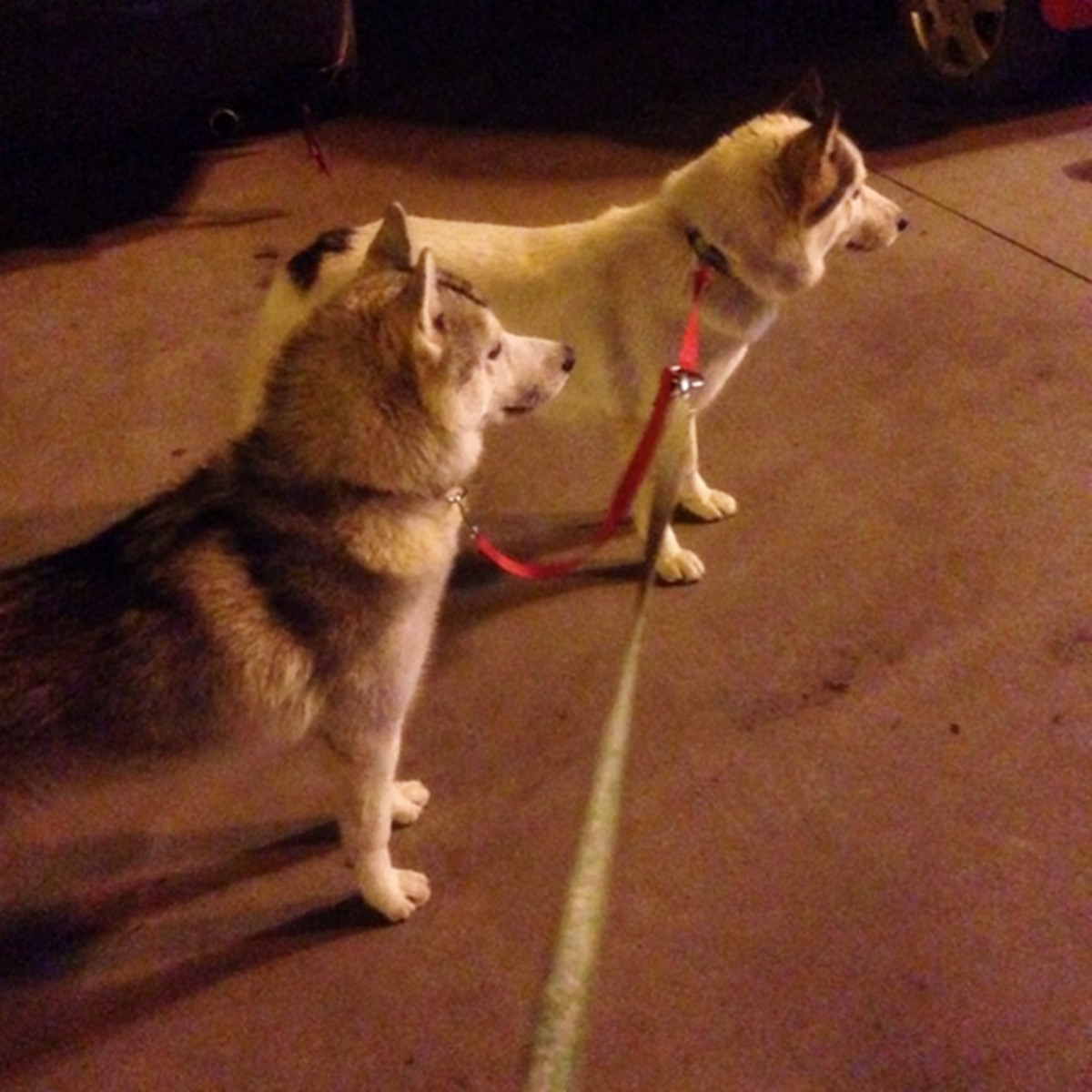 petwear retractable leash