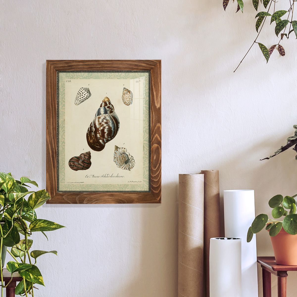 Bookplate Shells VII - Framed Print w/glass - Walnut